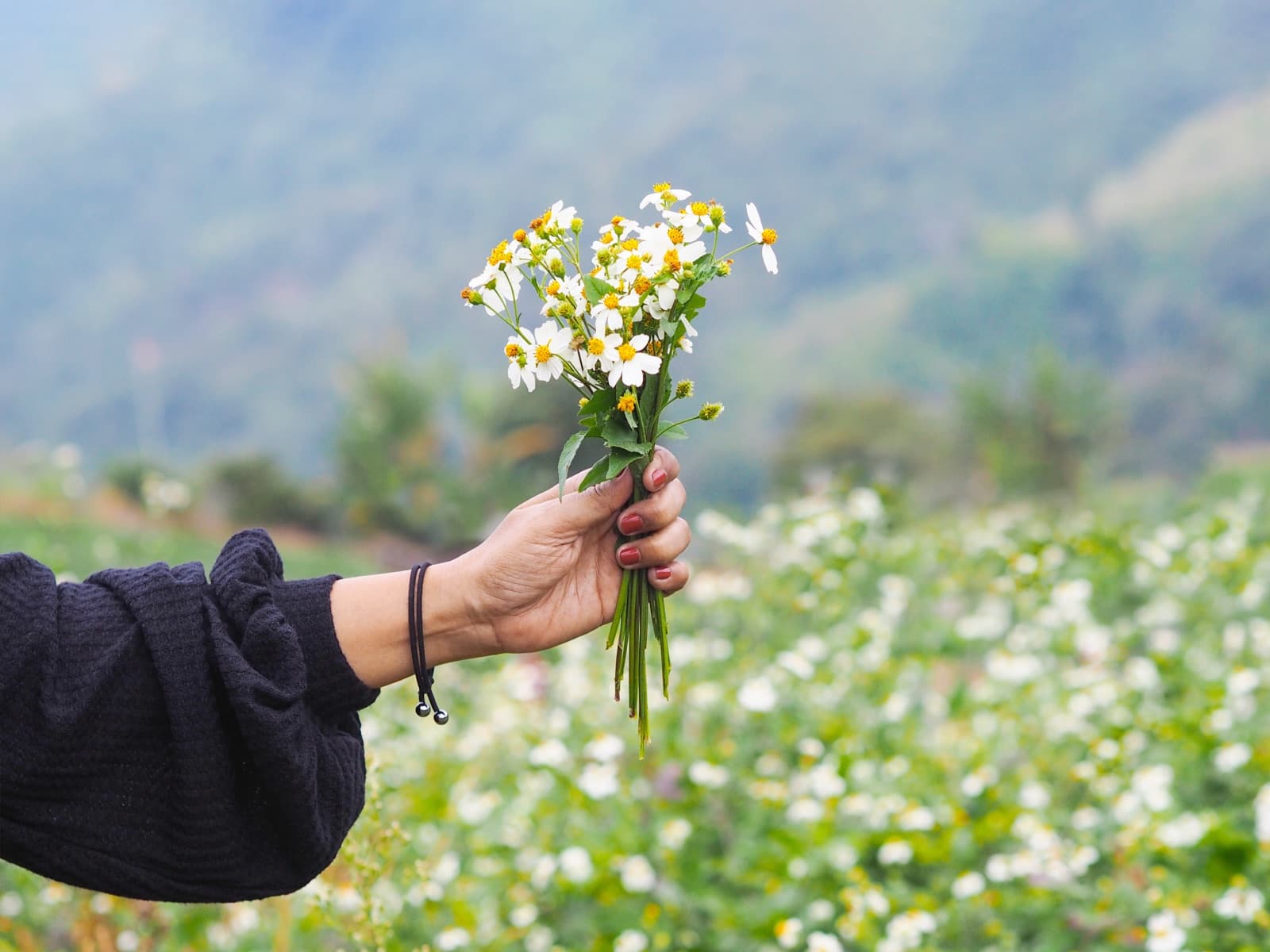 A hand holding a small bouquet of wildflowers in a mountain meadow